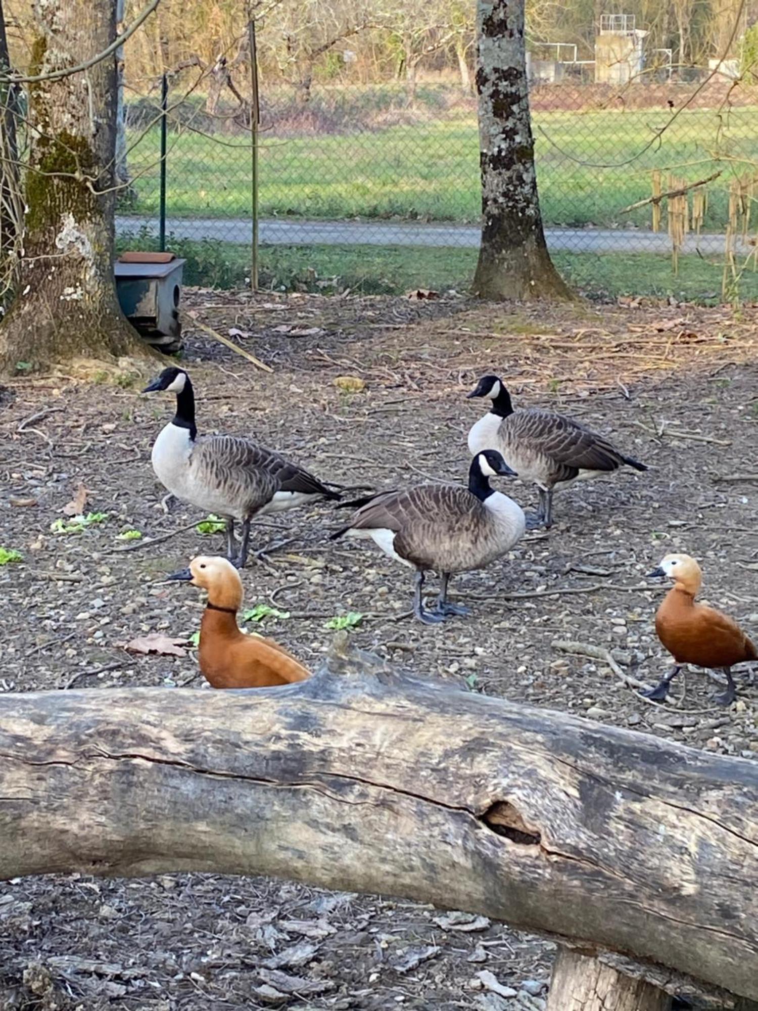 La Seigneurie De Tillac Esterno foto